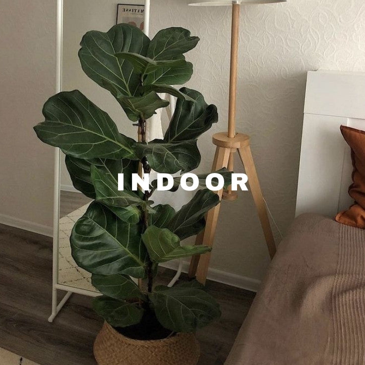 Indoor Plants