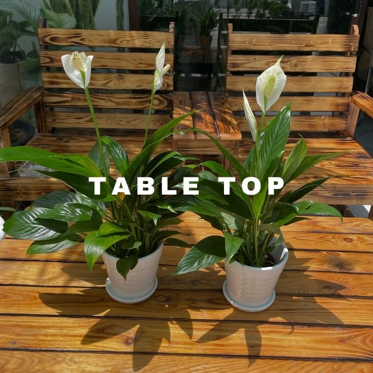 Table top