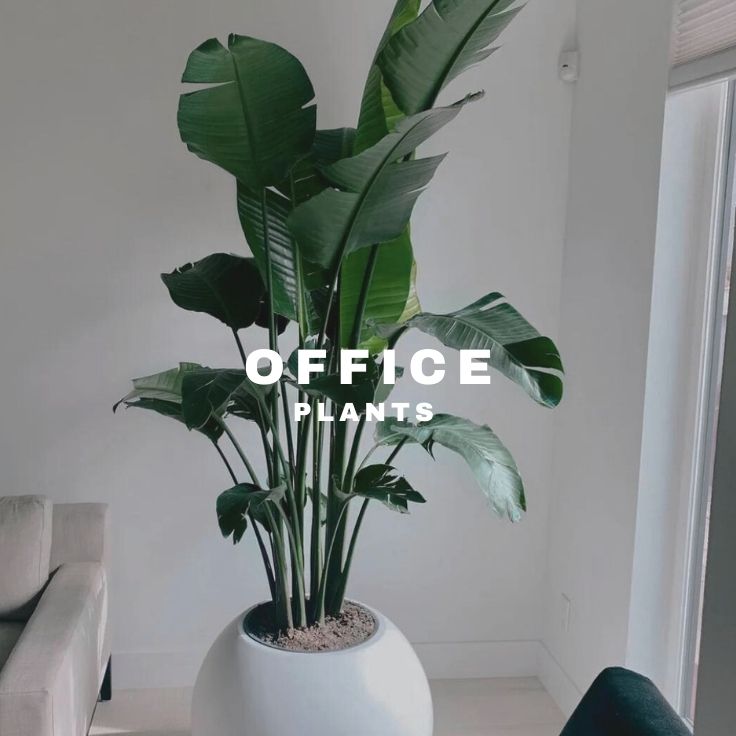 Office Plants