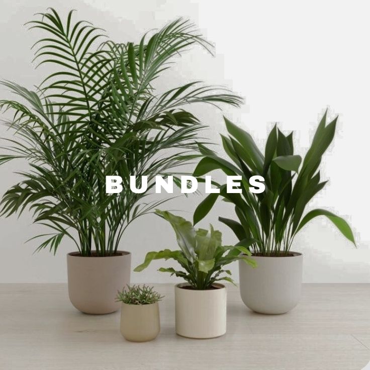 Bundles