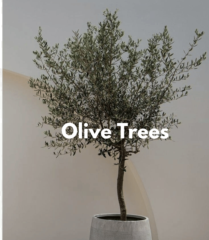 Olive Trees