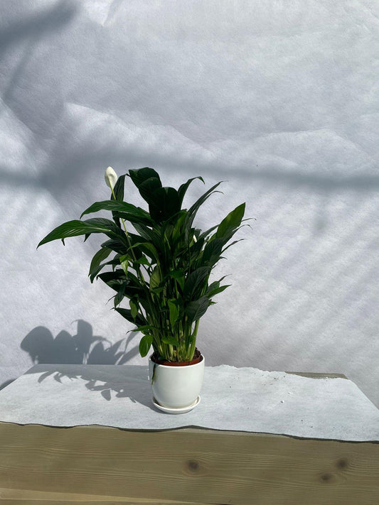 Peace Lily - Ceramic Pot