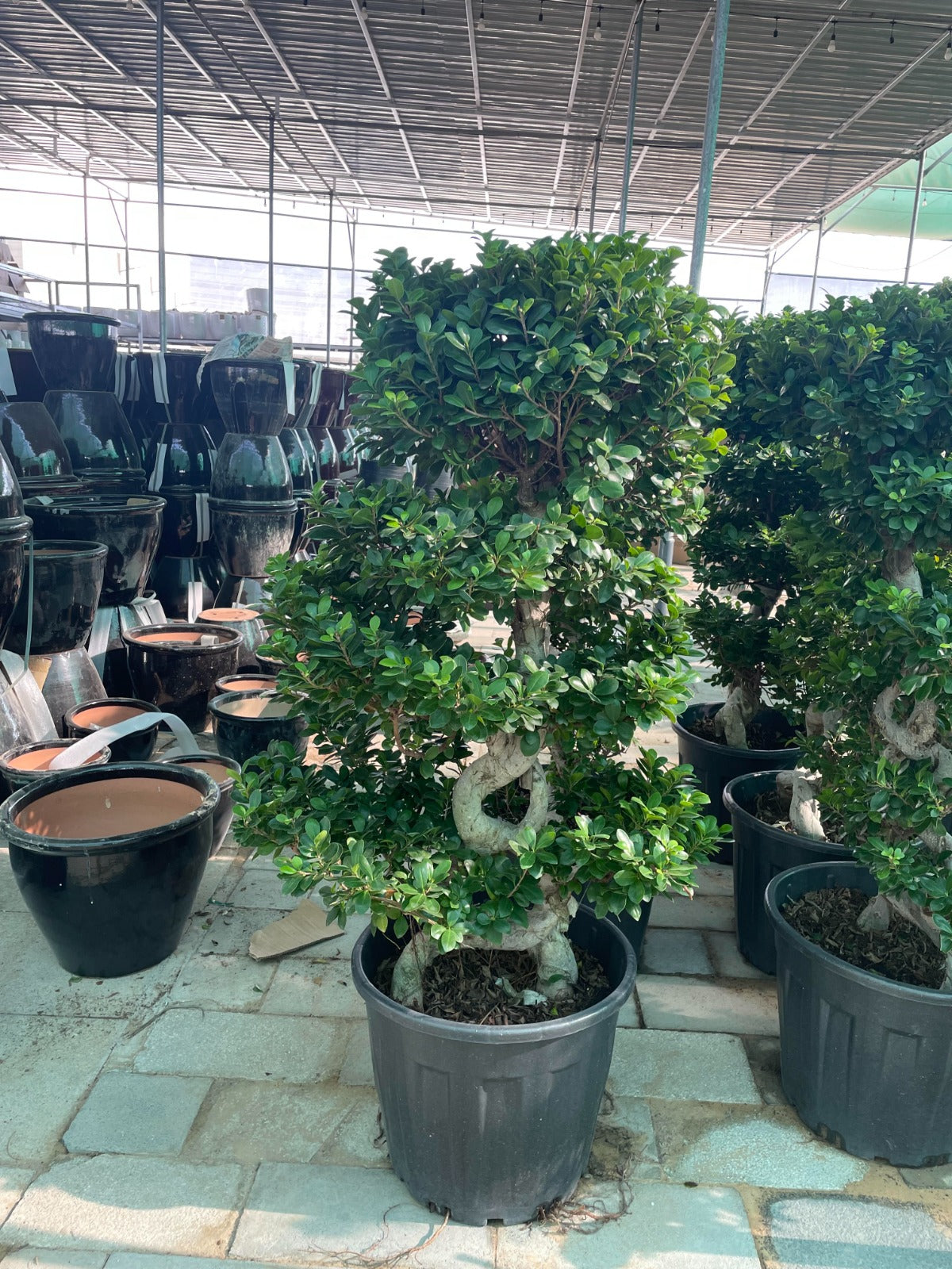 Bushy Bonsai - Nursery Pot