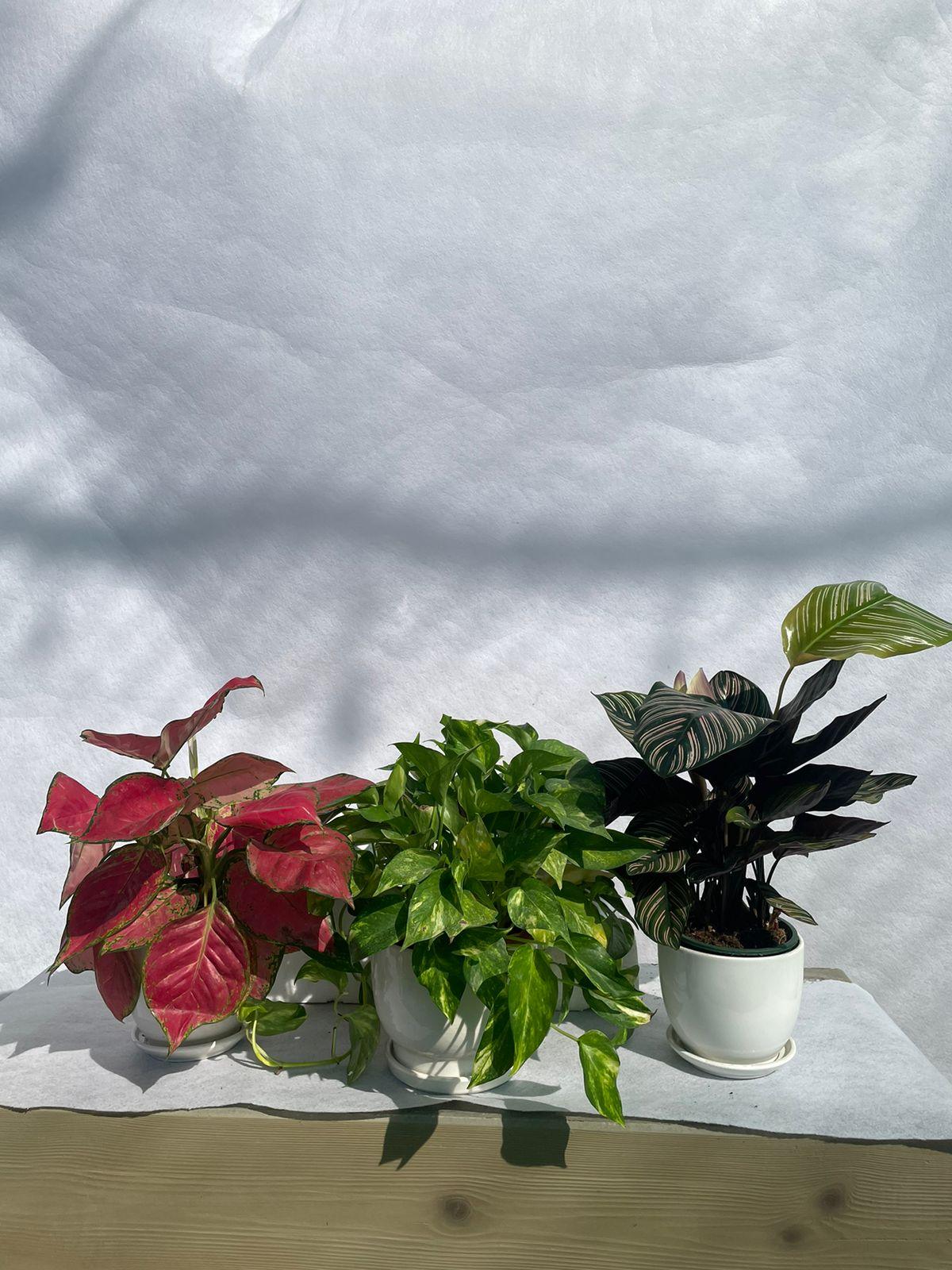 Table Top Plants Bundle of 3