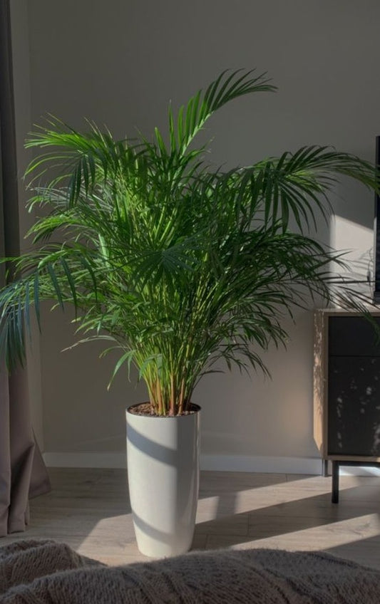 XL Areca Palm