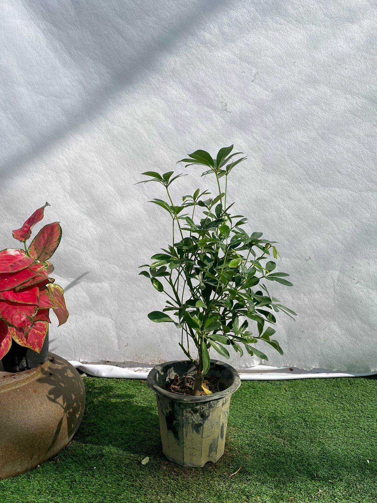 Schefflera - Nursery Pot