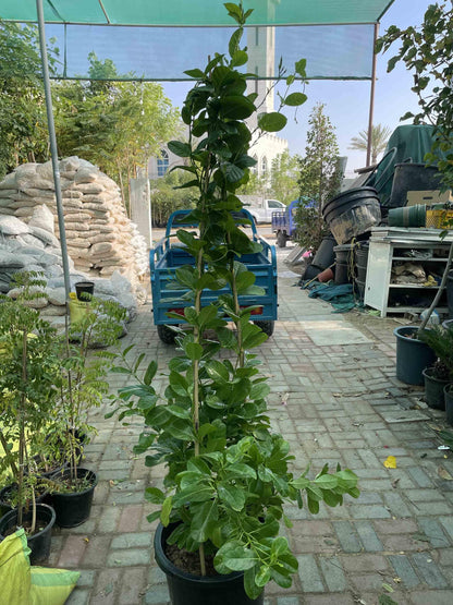 Yellow flower - Creeper Plant