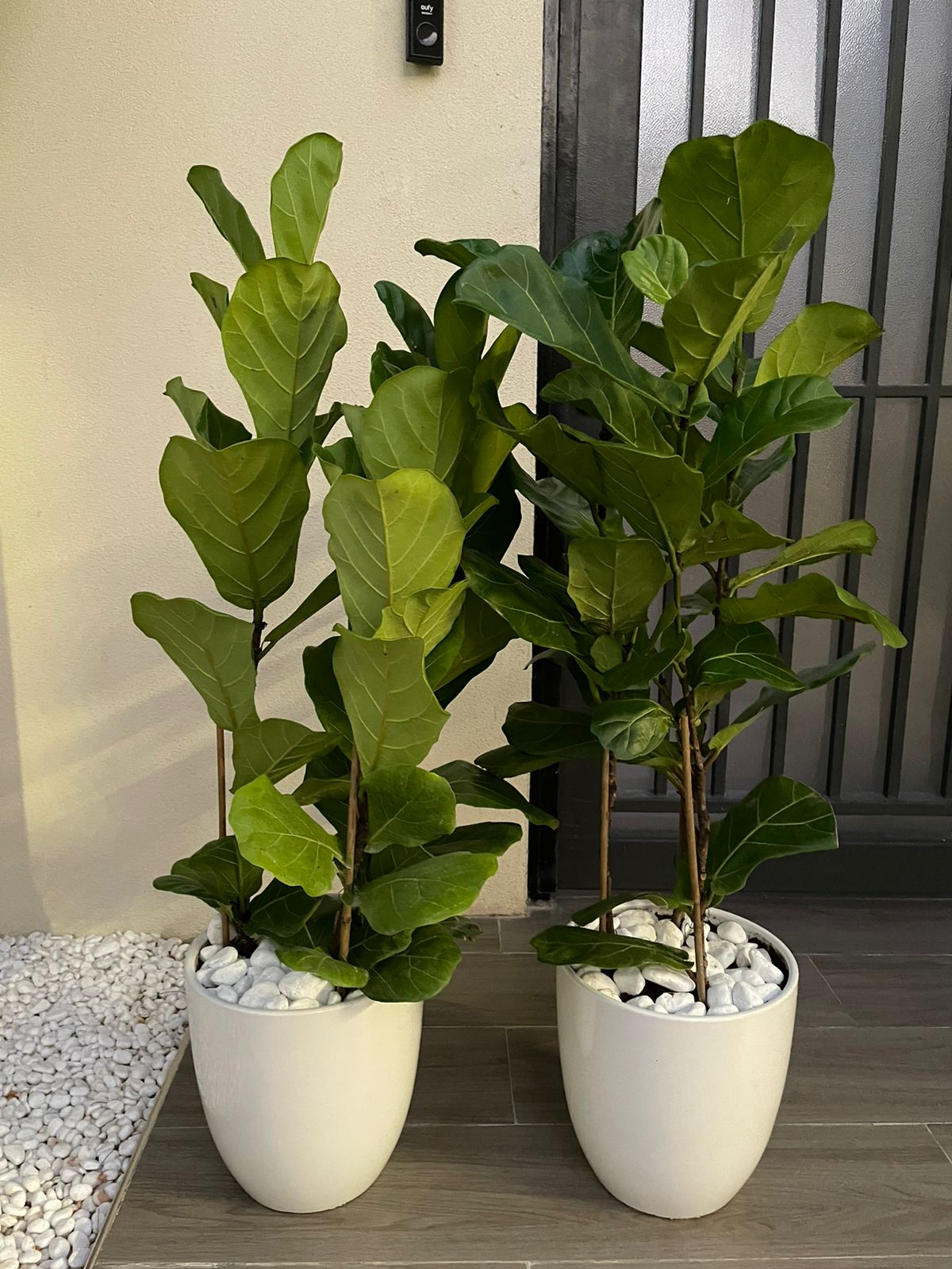 Fiddle Fig - Set of 2