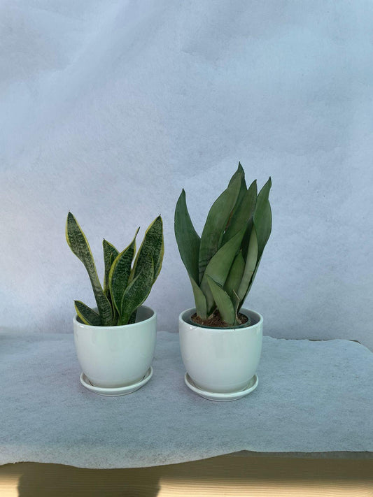 Snake Plants - Ceramic Pot Bundle