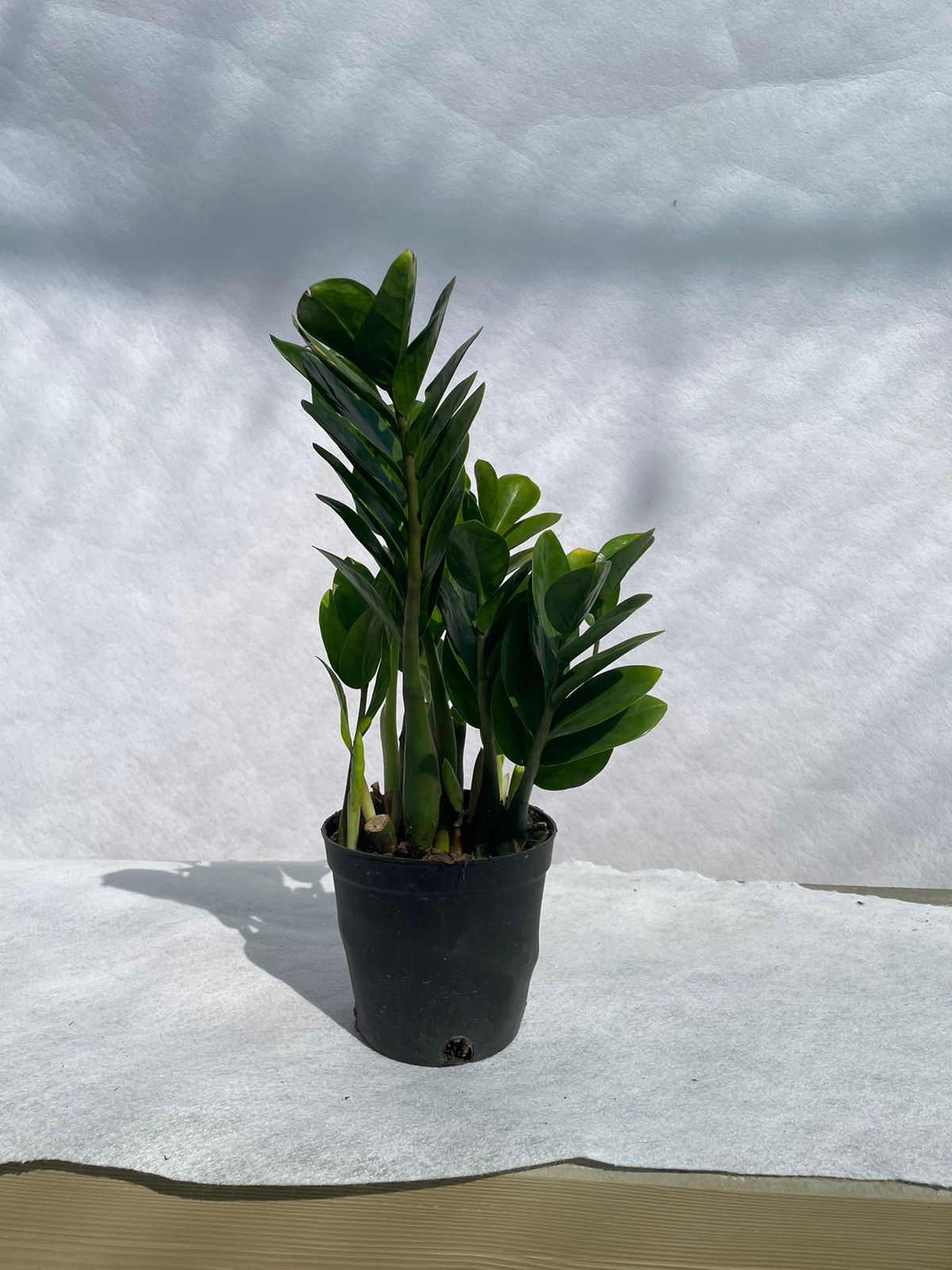 Zamia - Nursery Pot