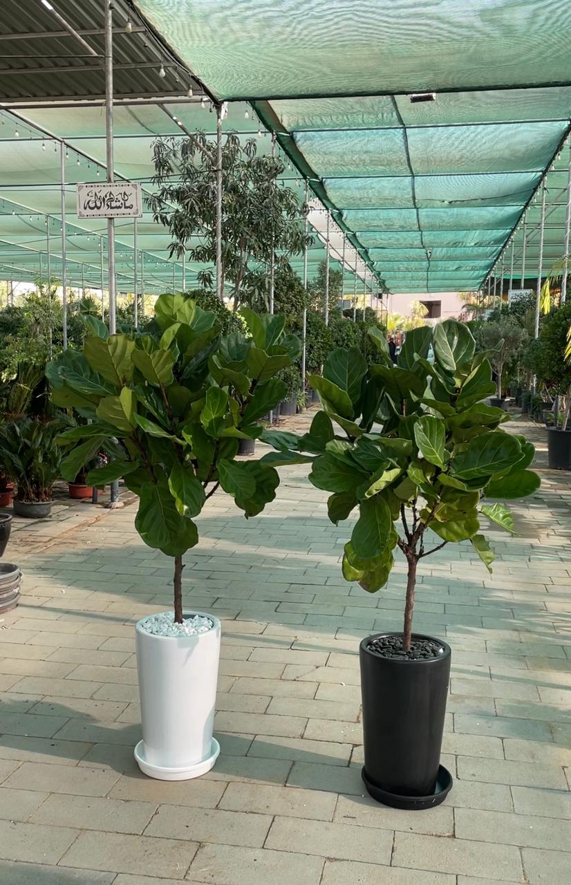 Fiddle Tree - Tall Medium Pot - Promotional Offer Each