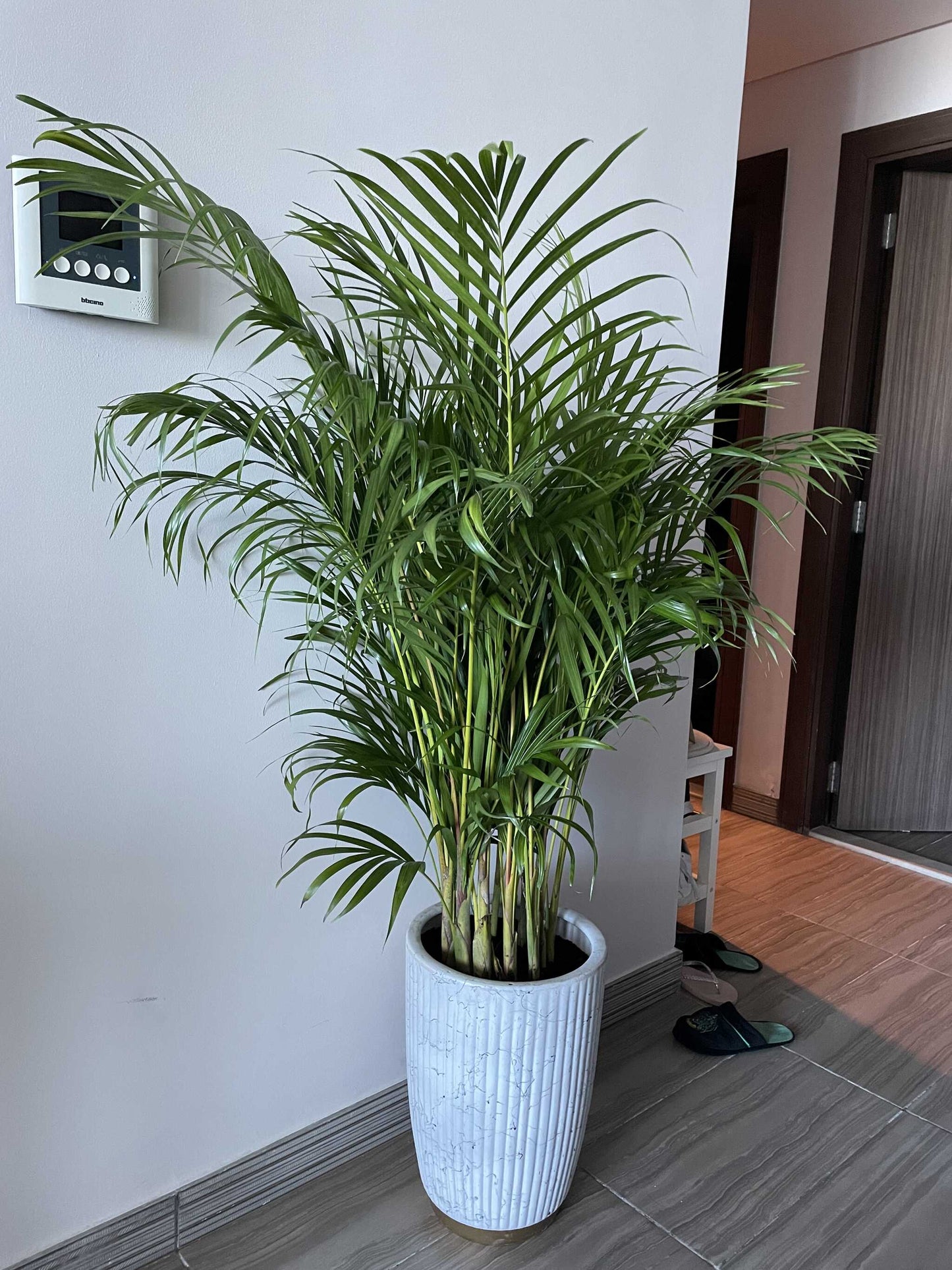 Areca palm Medium White and Gold pot