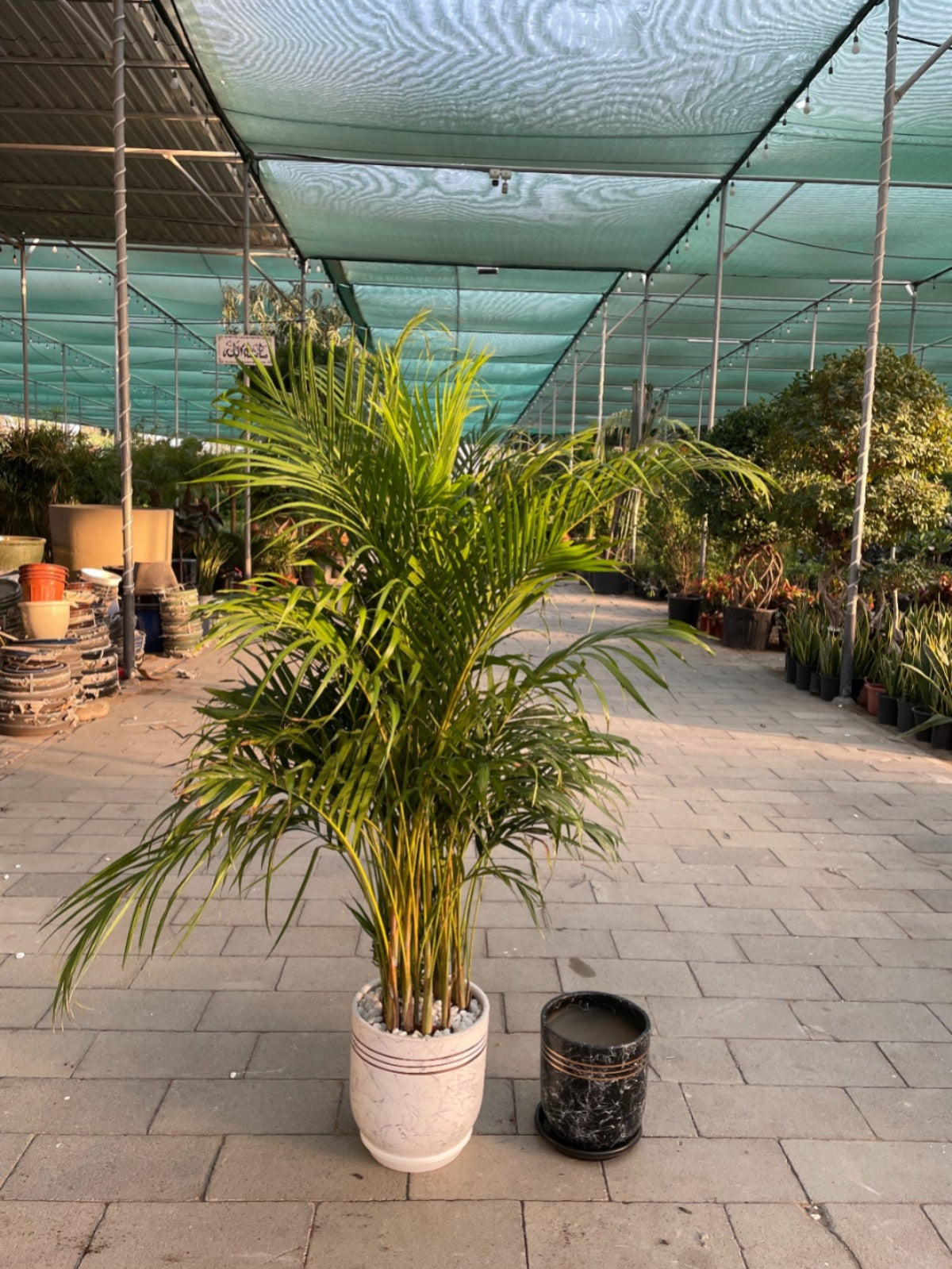 Areca Palm - Medium