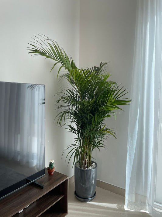 Areca Palm - Long Ceramic Pot