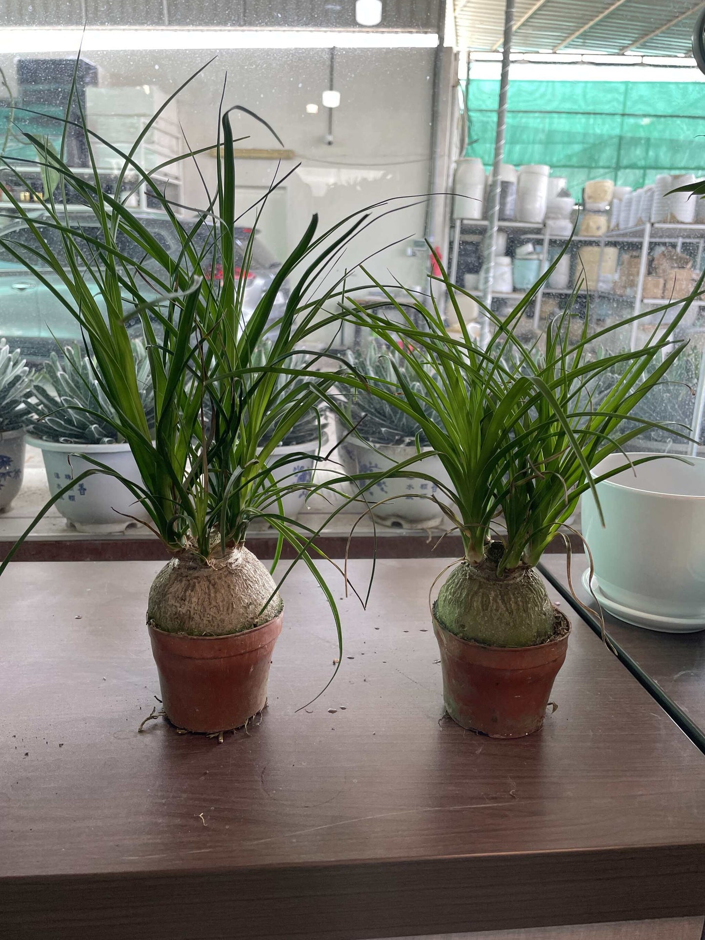 Pony tail in Nursery Pot