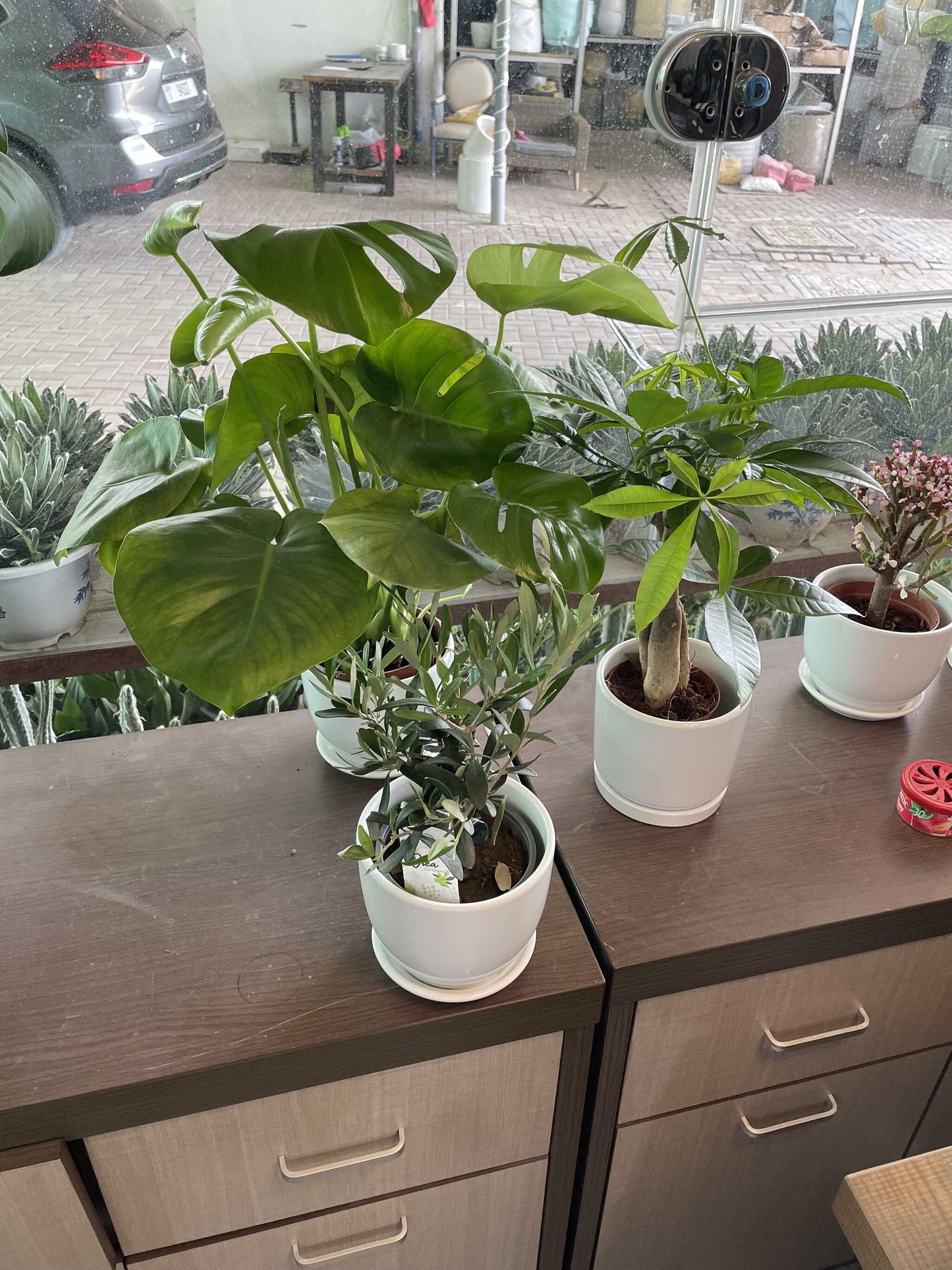 Set of 3 plants