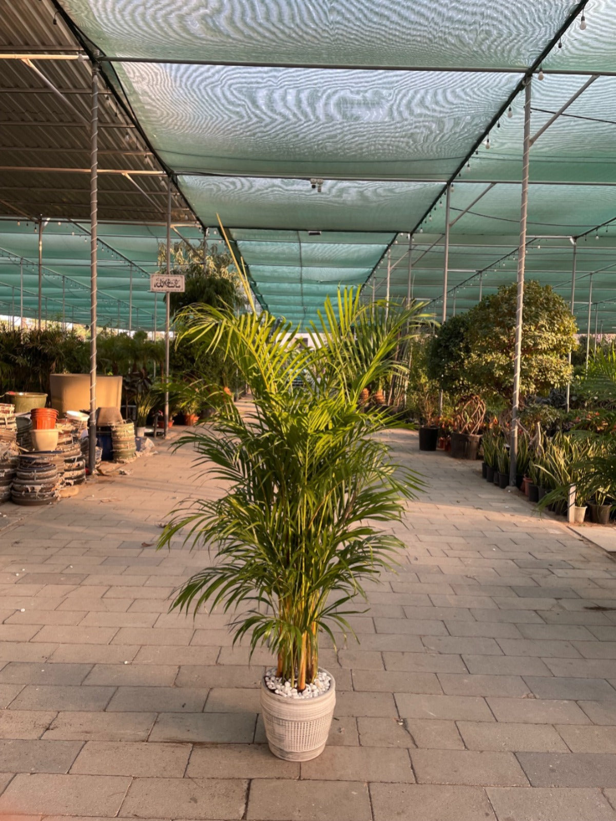 Areca Palm - Medium