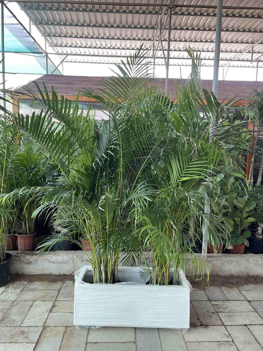 Areca palm - Fiber Pot