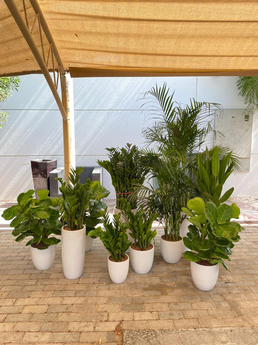 10 Plants Mega Combo Bundle - Office Plants