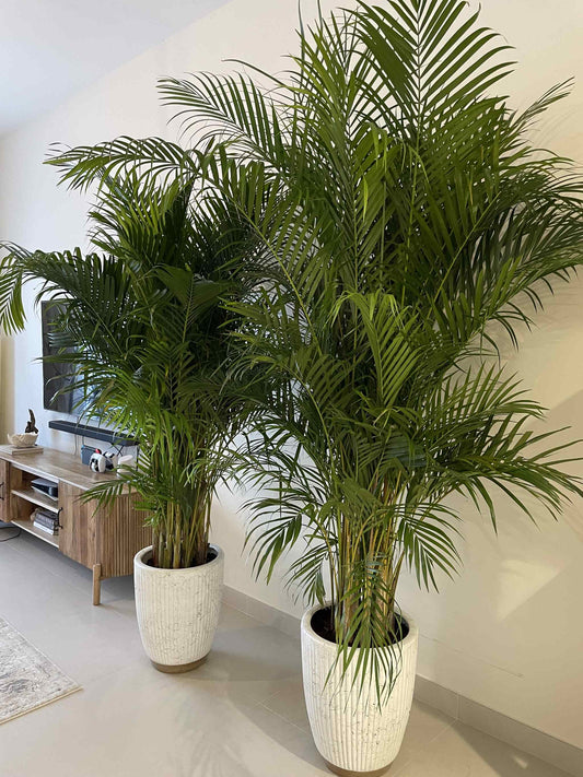 Giant Areca Palm Bundle