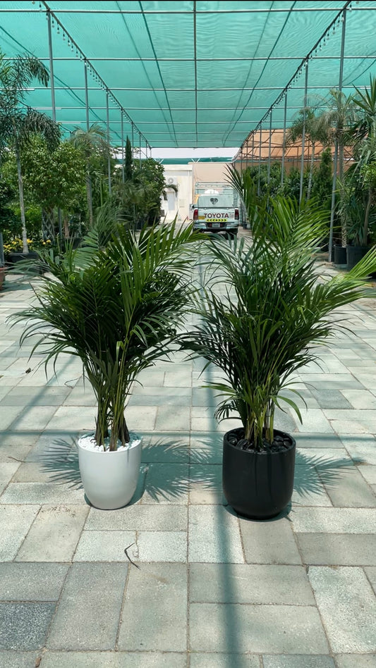 Areca Palm - Promotion