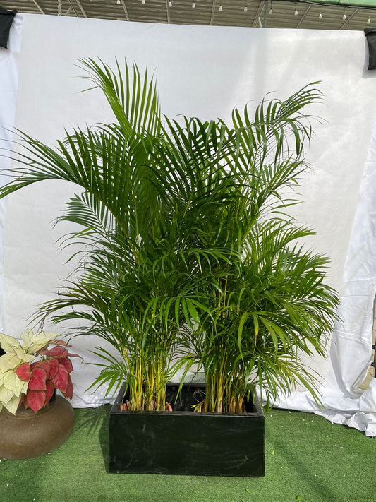 Areca Palm - Fiber Planter Arrangement