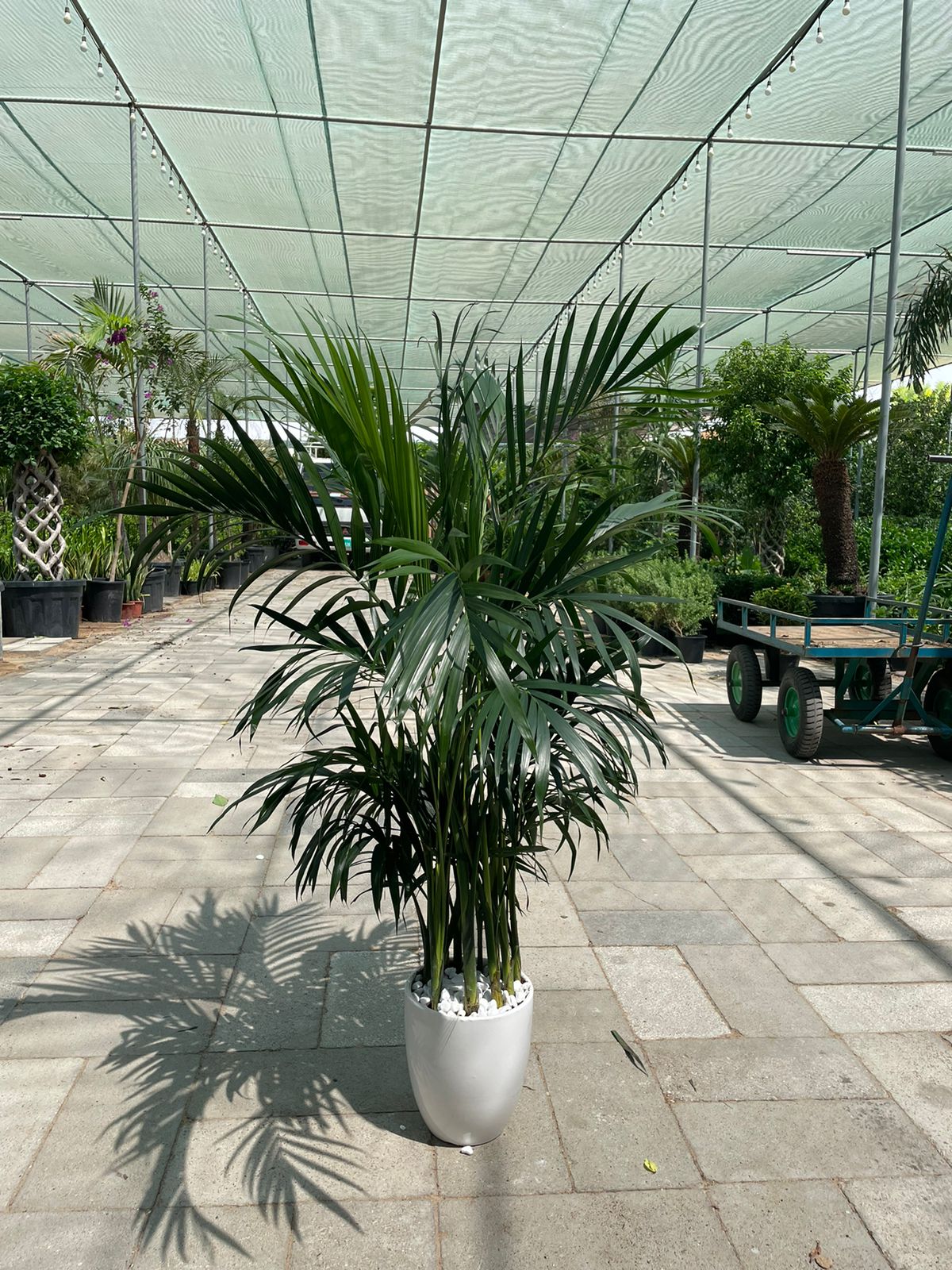 BIG OFFER! Howea Palm