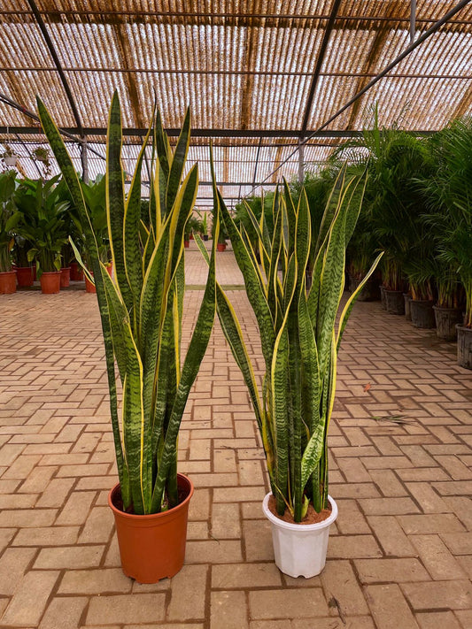 Giant Snake Plant - Bundle