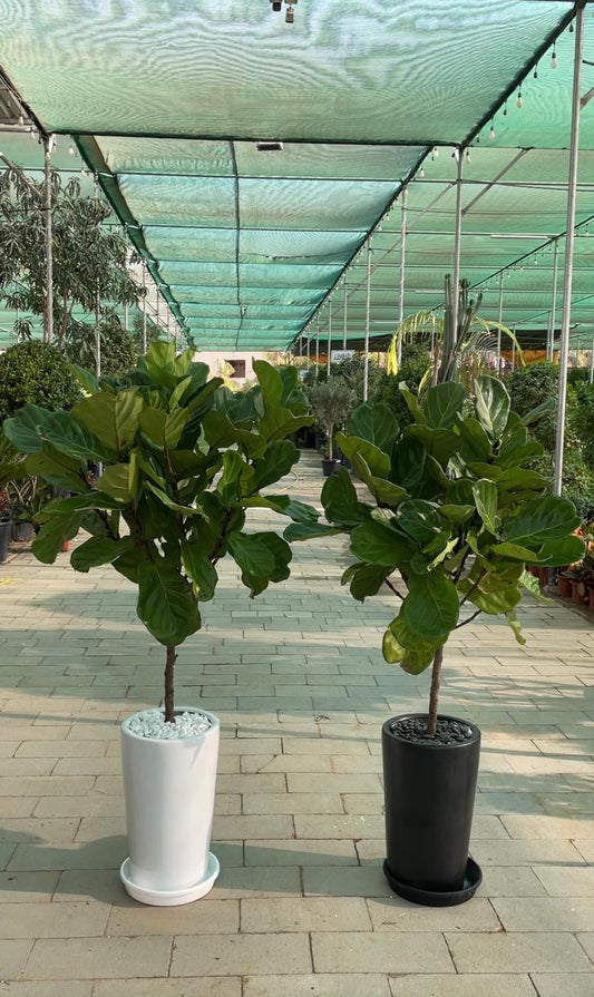 Fiddle Tree - Tall Medium Pot - Promotional Offer Each