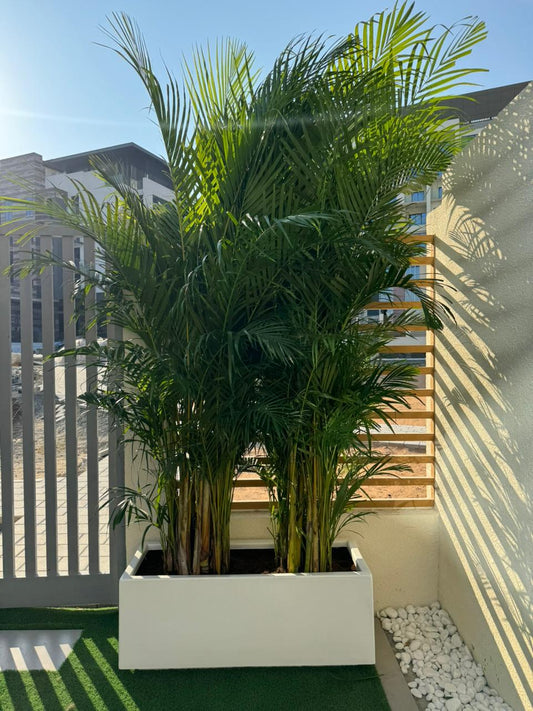 Areca Palm - Fiber Planter Arrangement