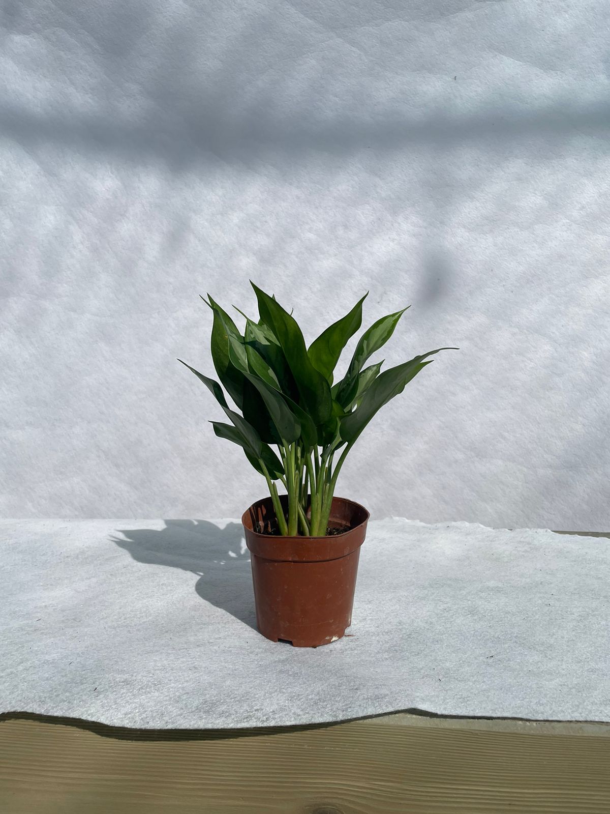 Aglaonema Silver Queen - Nursery Pot