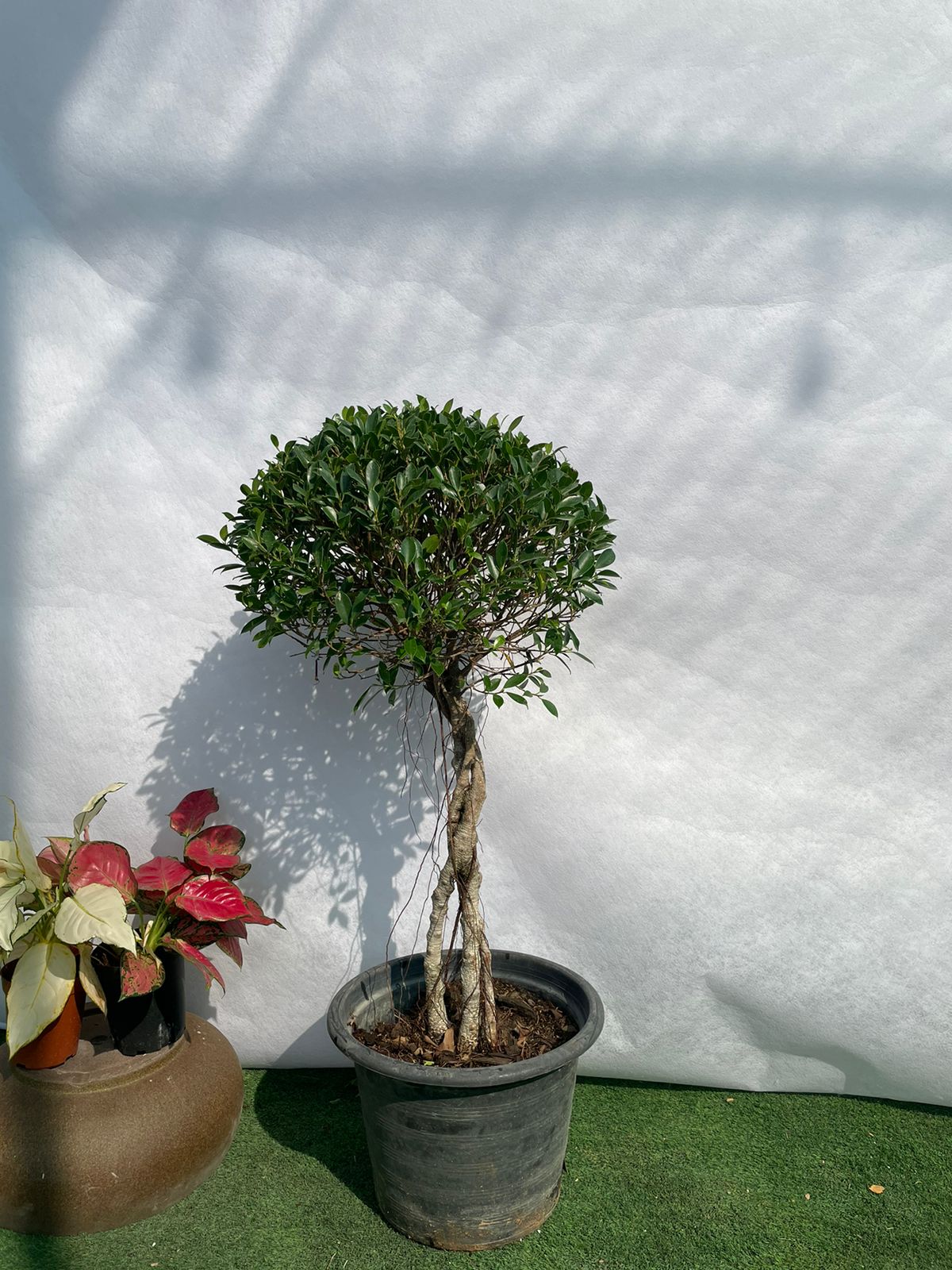 Ficus One Step - Nursery Pot