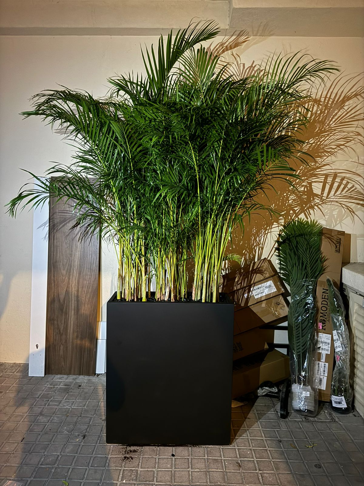 Areca Palm - Privacy Arrangement