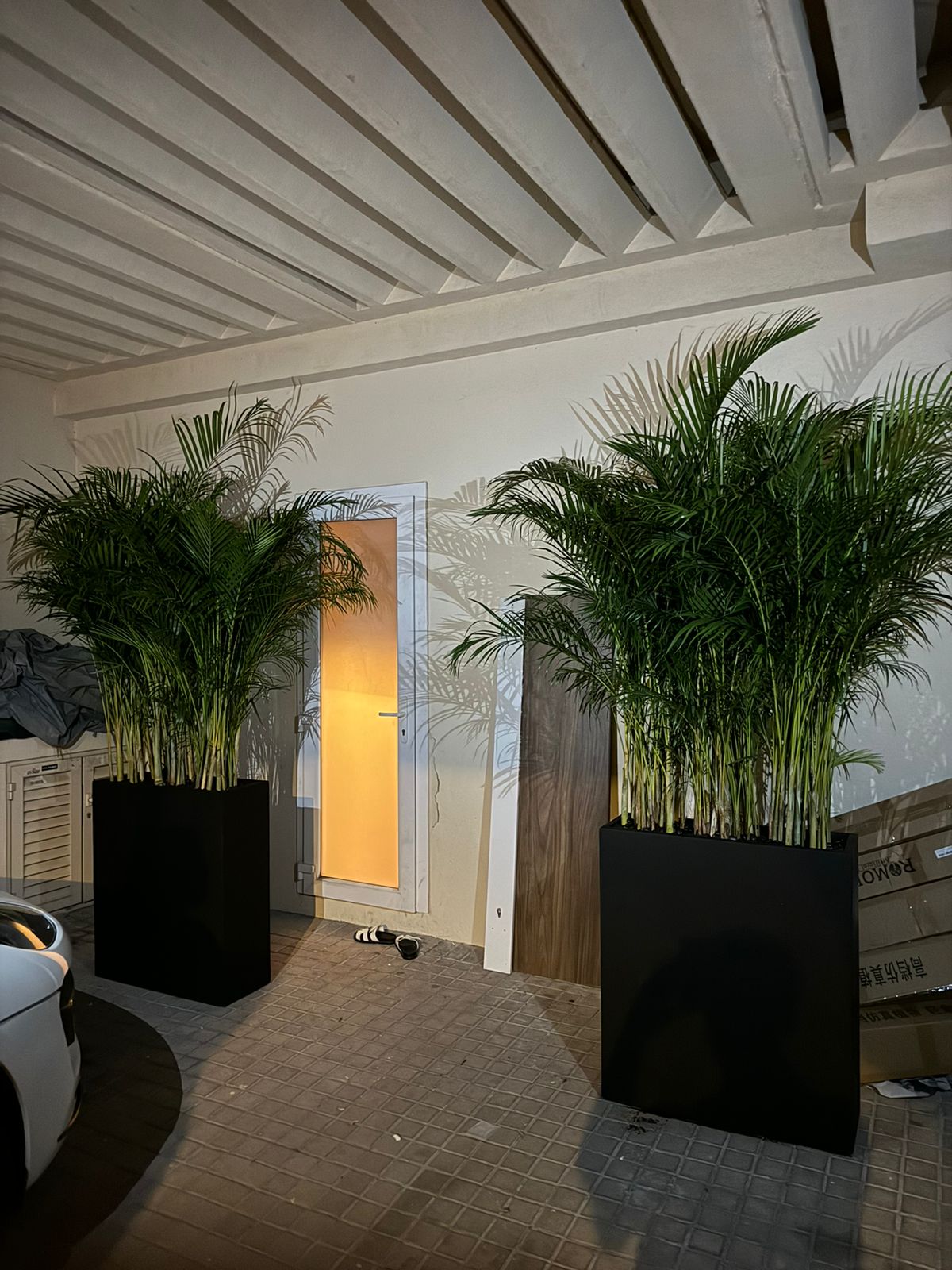 Bundle of Two - Areca Palm Privacy Arrangement