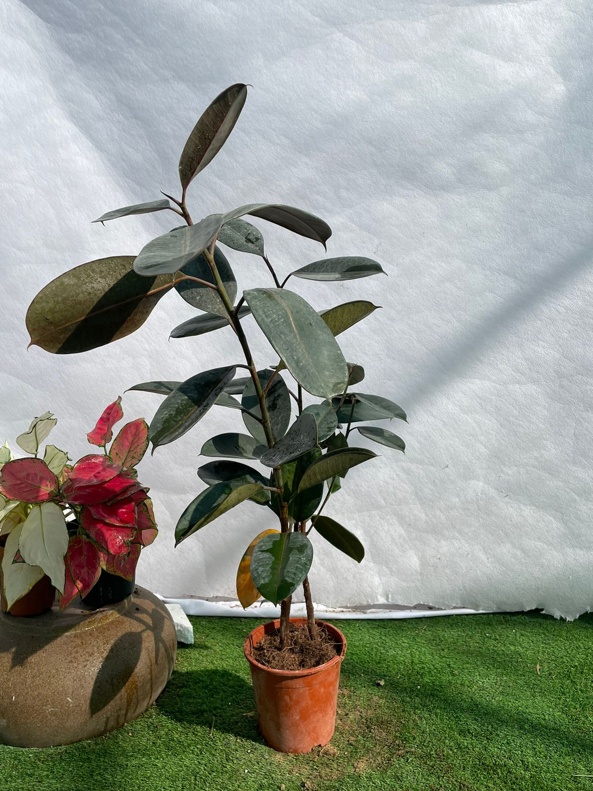 Rubber Plant - Nursery Pot