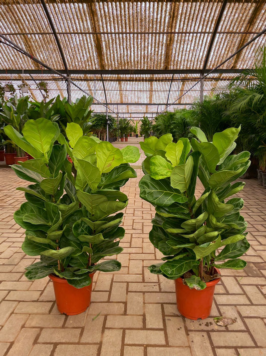 Fiddle leaf fig - Bundle Promotion