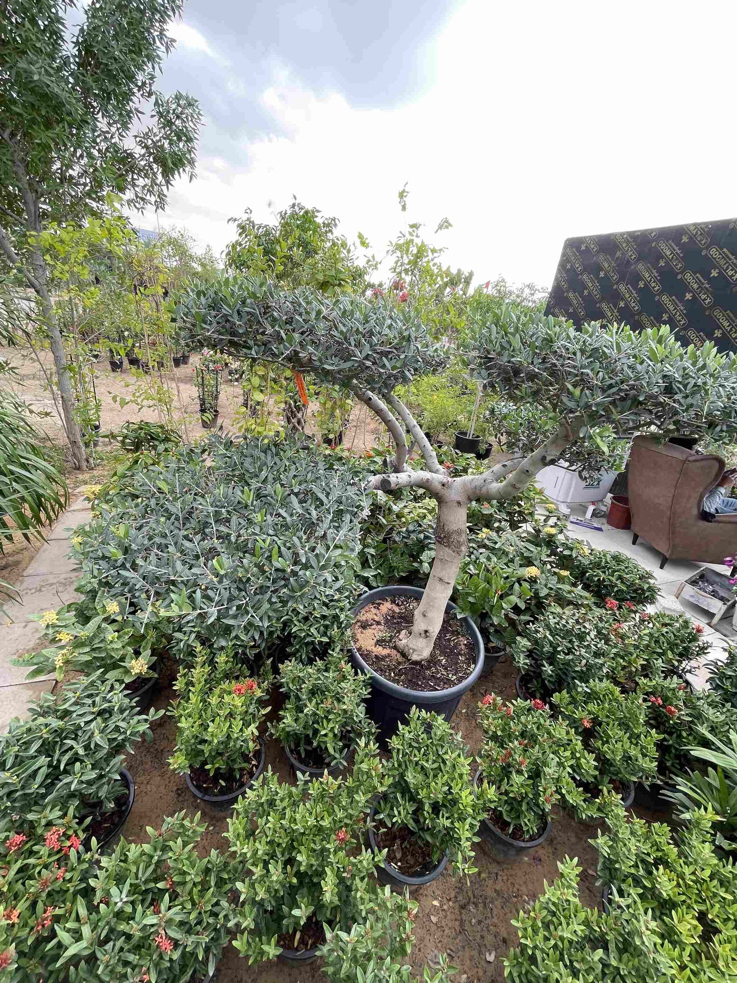 Olive tree - Multiple Branch