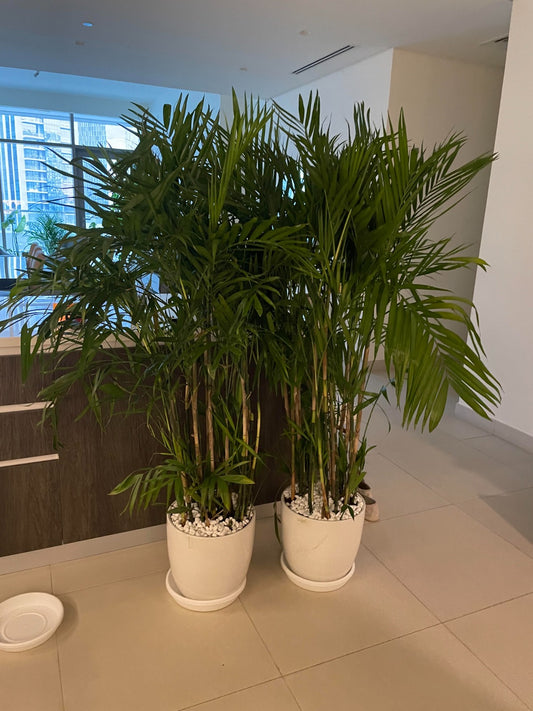 TWO Bamboo Palm Bundle