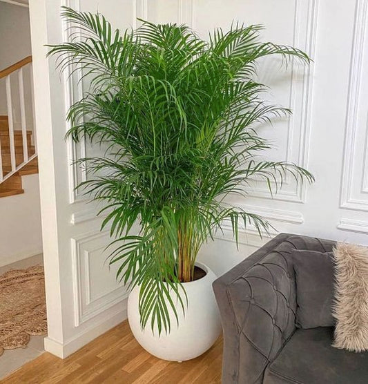 Areca Palm - Round Fiber Pot