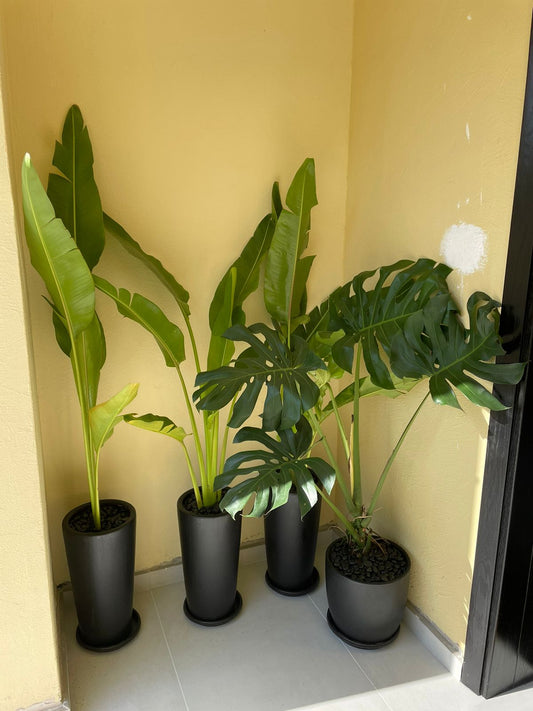 Set of 4 Plants