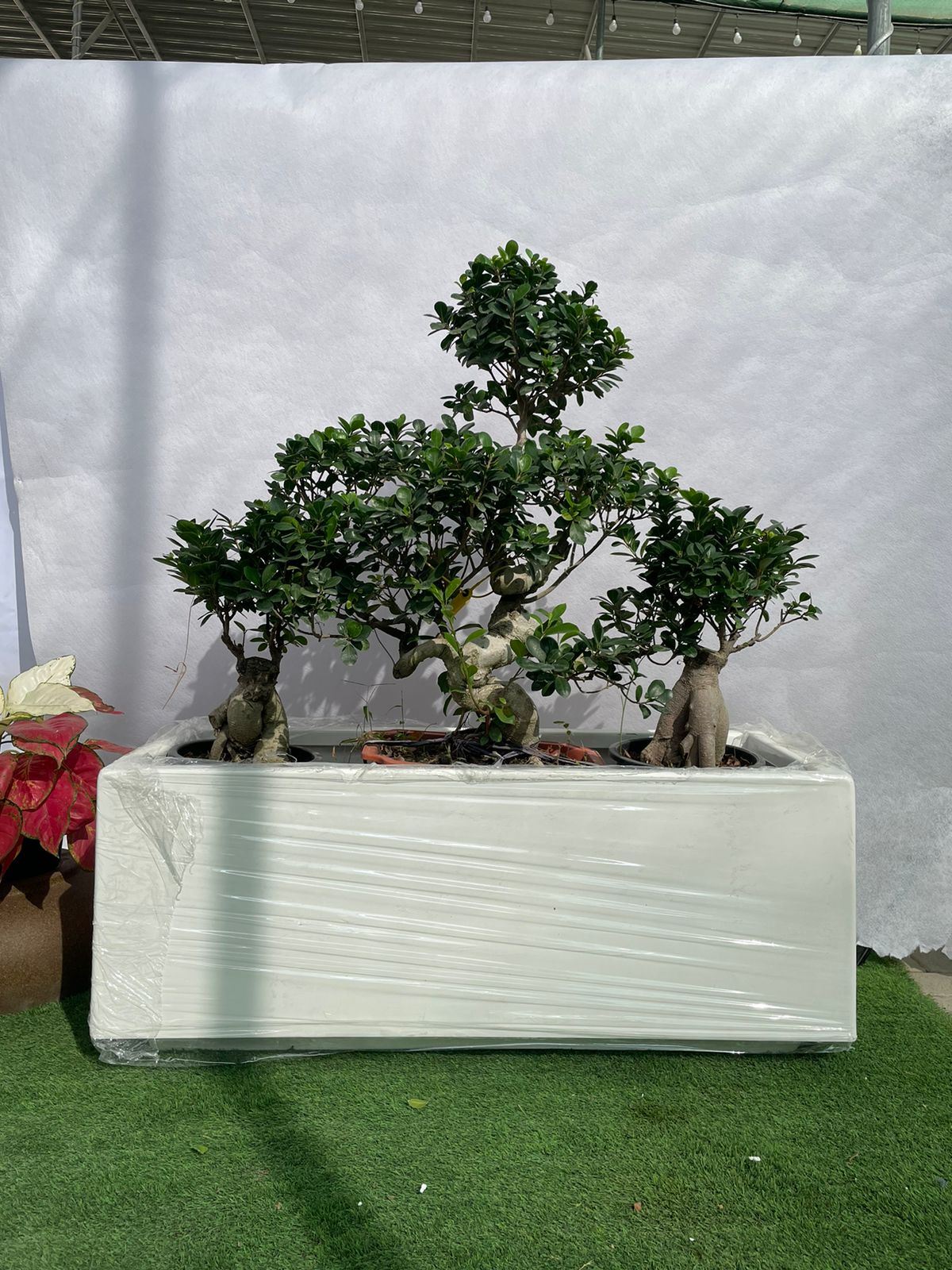 Bonsai - Fiber Planter Arrangement