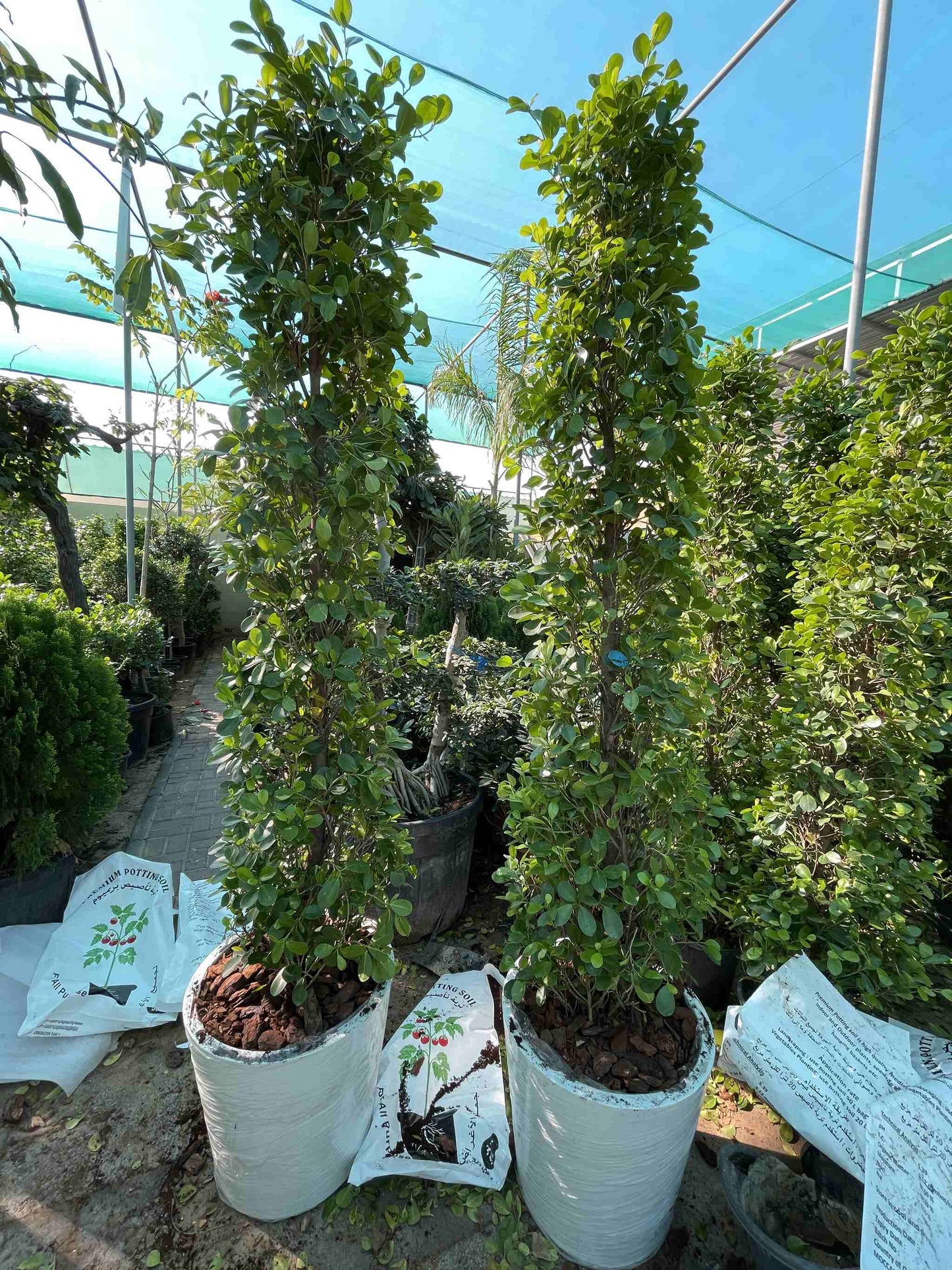 Giant Ficus in Fiber Pot