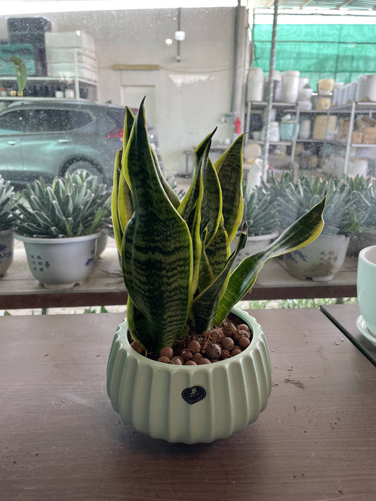 Snake Plant table top