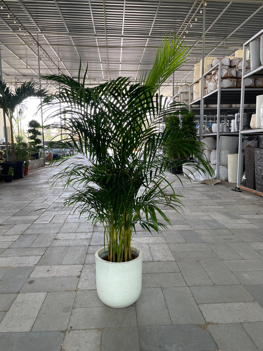 Areca Palm - Beige Fiber Pot