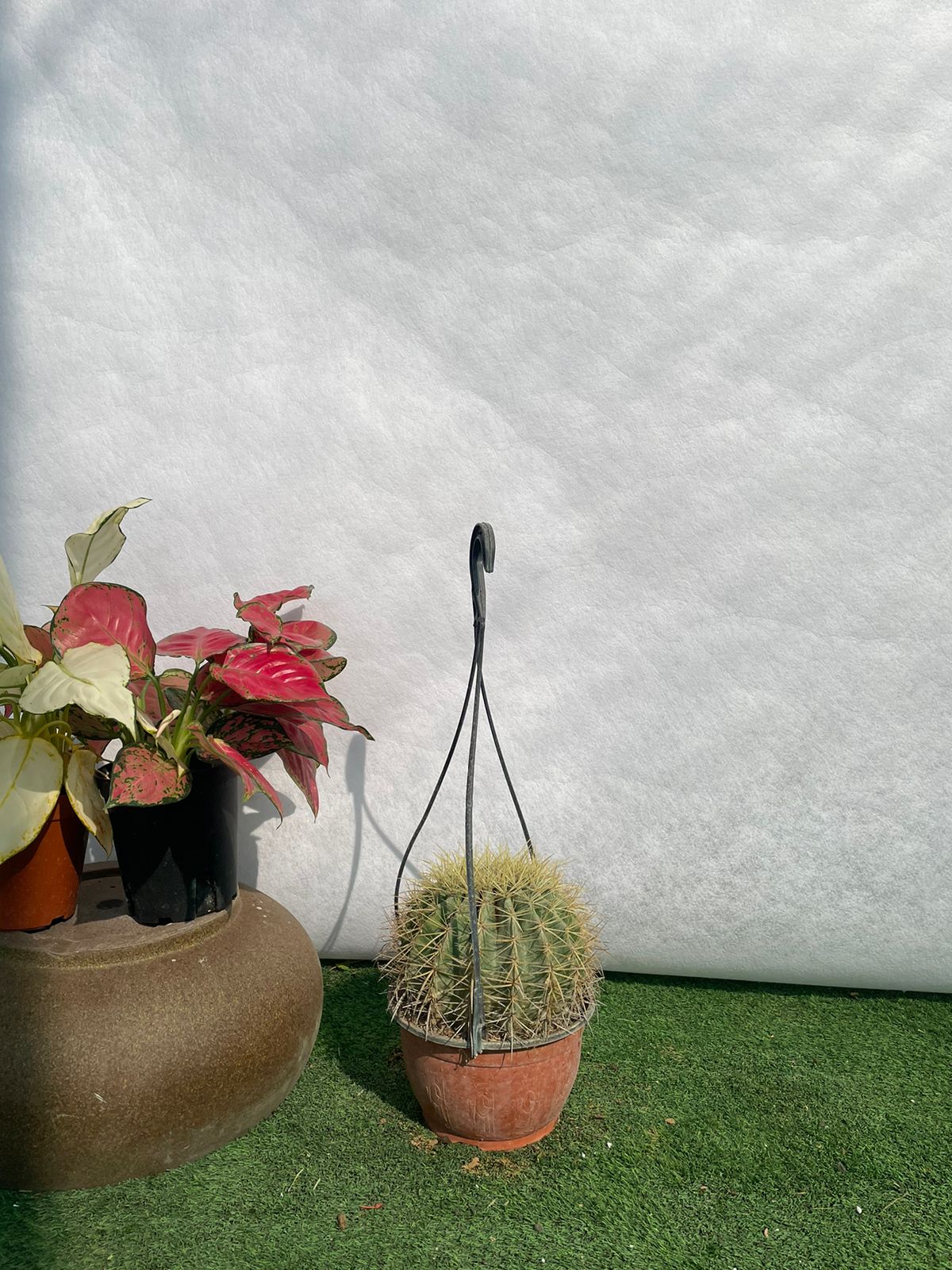 Hanging Cactus - Nursery Pot