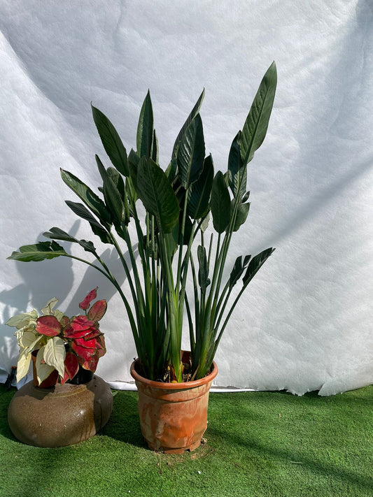 Bird of Paradise - Nursery Pot