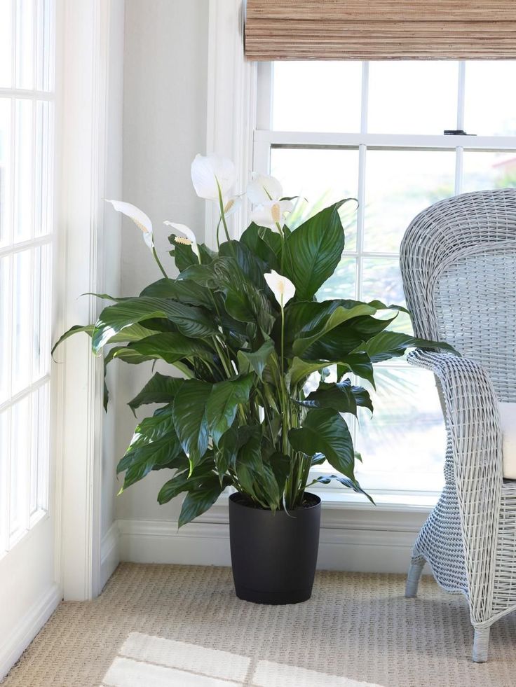 Peace Lily Large - Potted