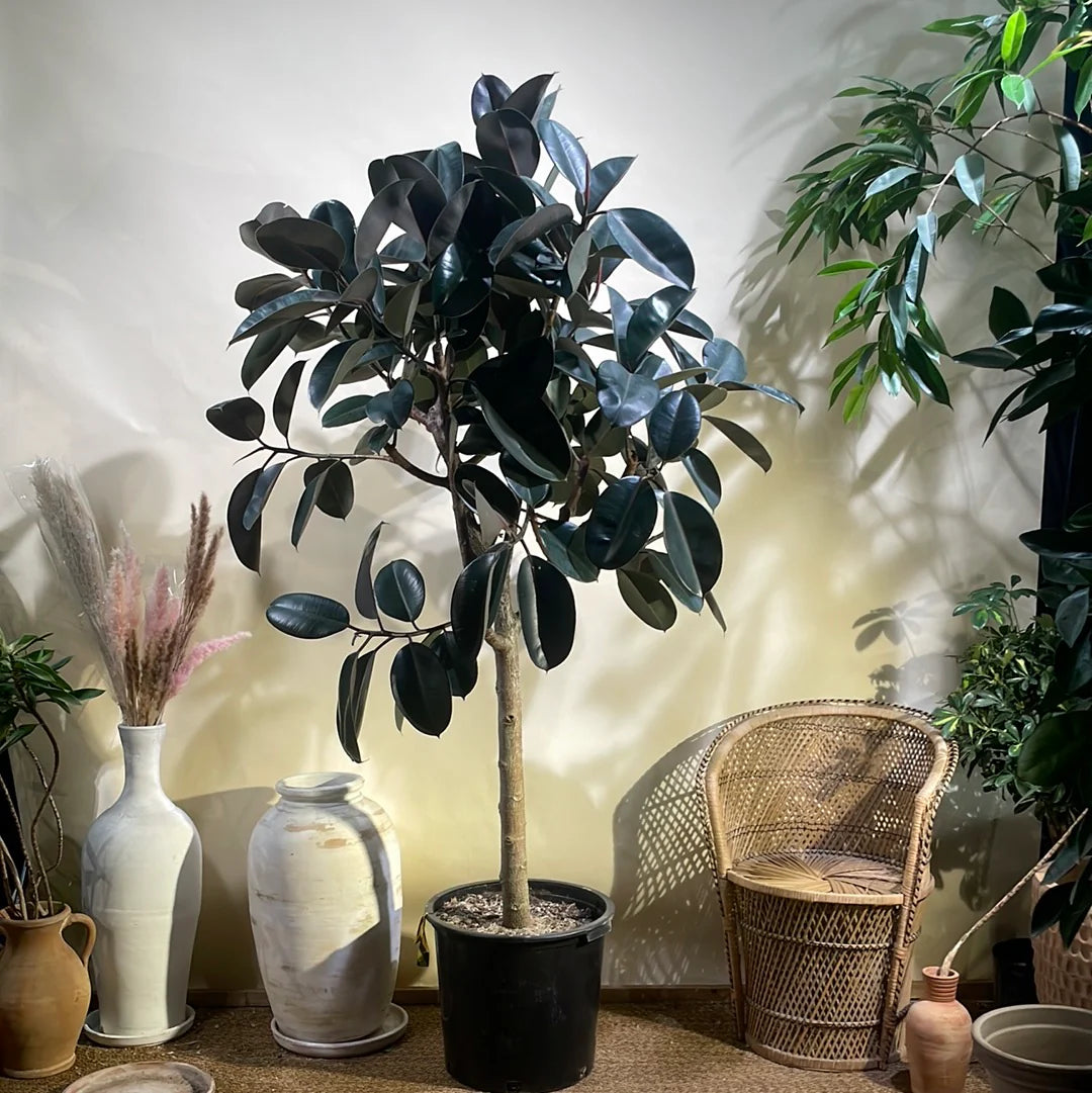 Rubber Plant - Large