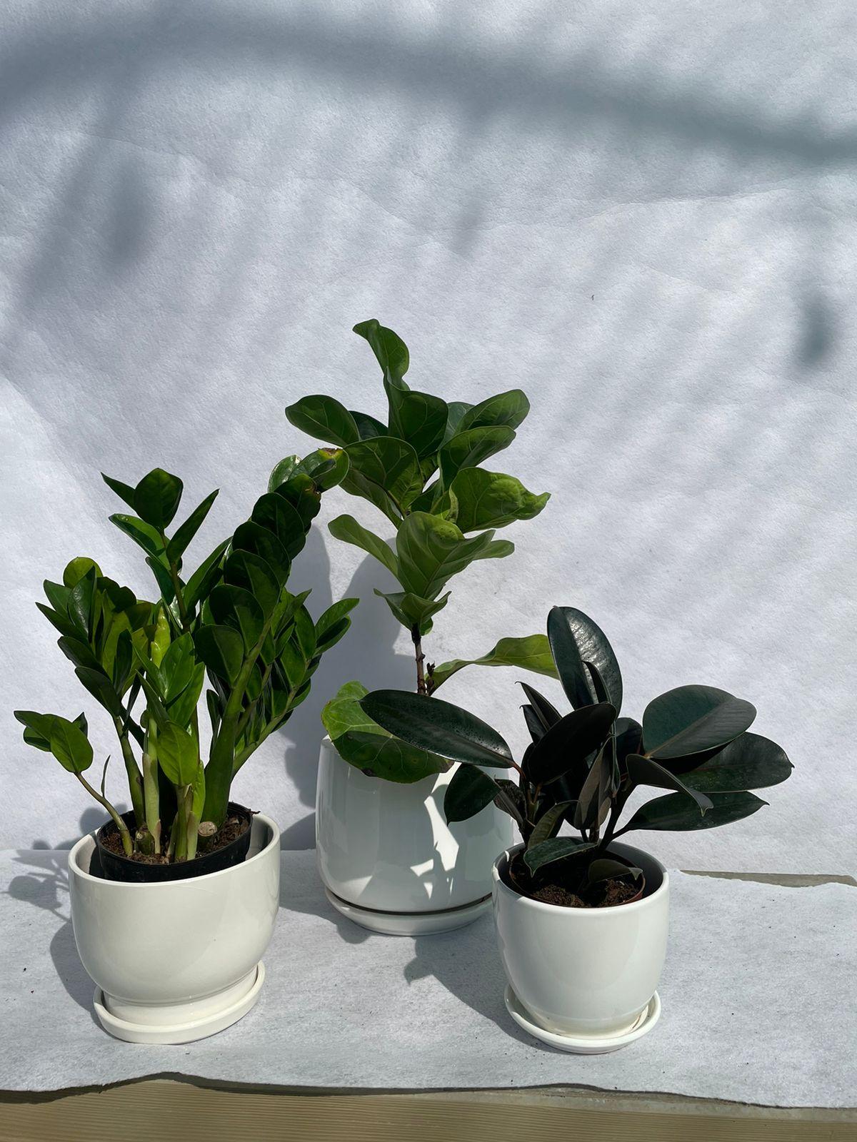 Air Purifying Plant - Bundle of 3