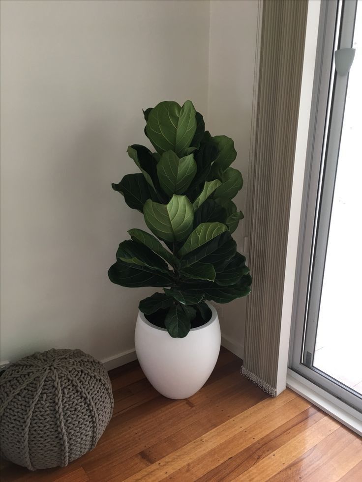 Fiddle Leaf Fig - Fiber Pot